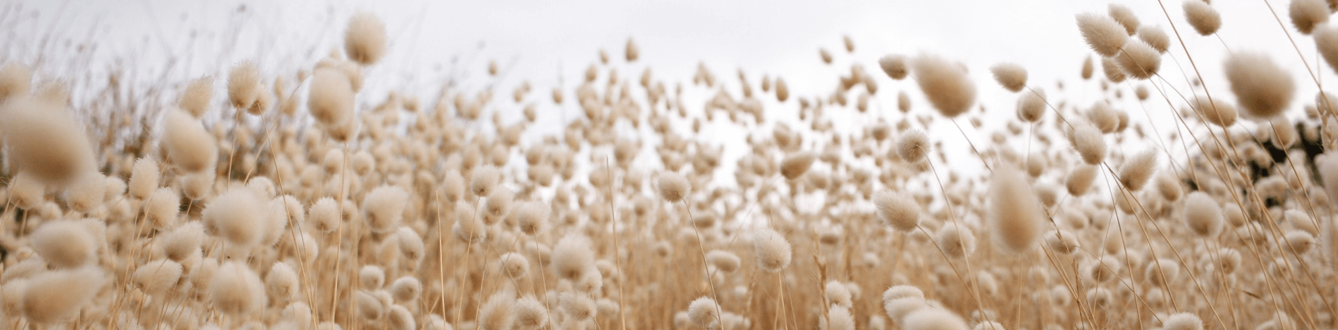 banner-image